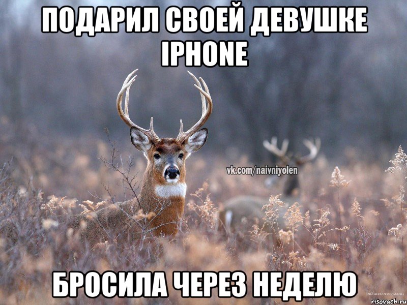 Подарил своей девушке iPhone Бросила через неделю, Мем   Наивный олень