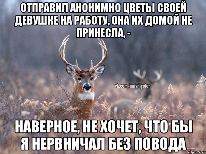 Отправил анонимно цветы своей девушке на работу, она их домой не принесла, - Наверное, не хочет, что бы я нервничал без повода, Мем   Наивный олень