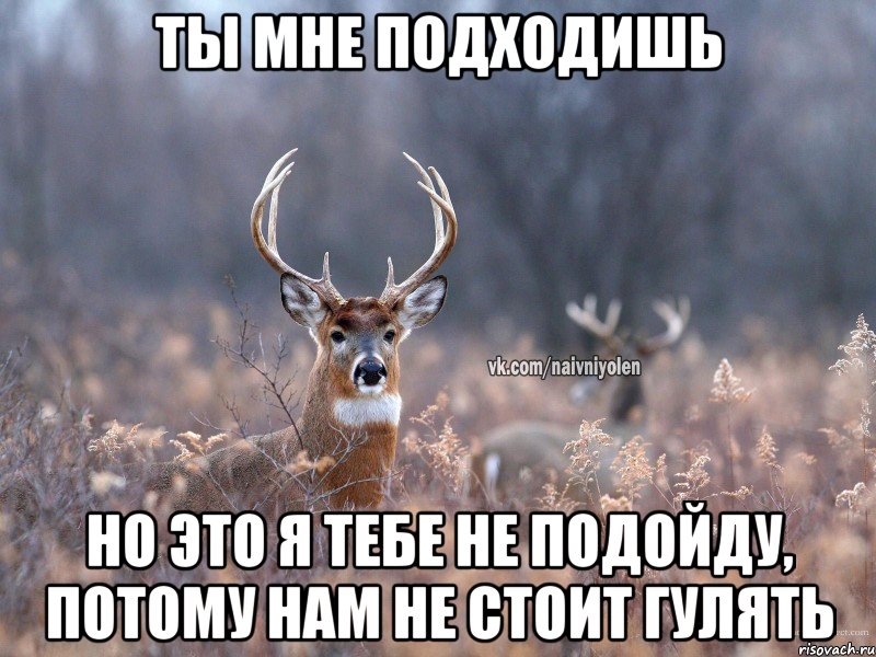 Ты мне подходишь Но это я тебе не подойду, потому нам не стоит гулять, Мем   Наивный олень