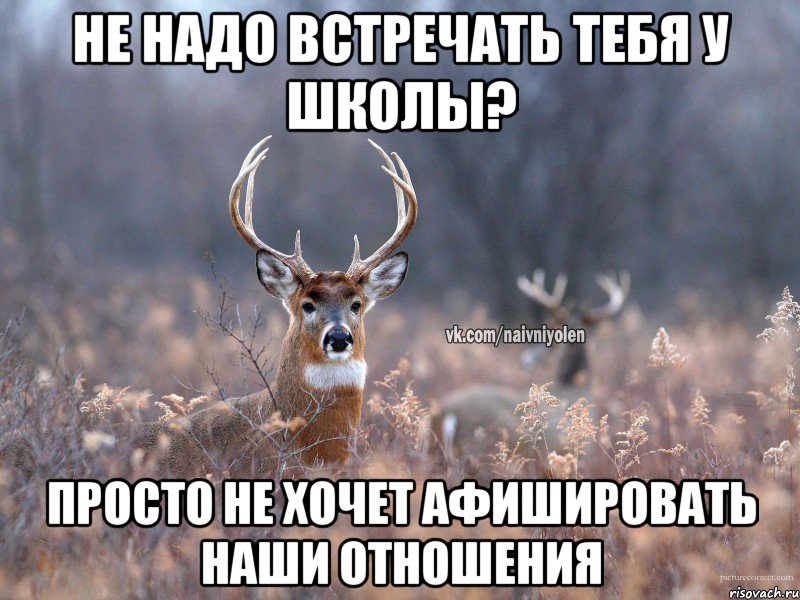 не надо встречать тебя у школы? просто не хочет афишировать наши отношения, Мем   Наивный олень