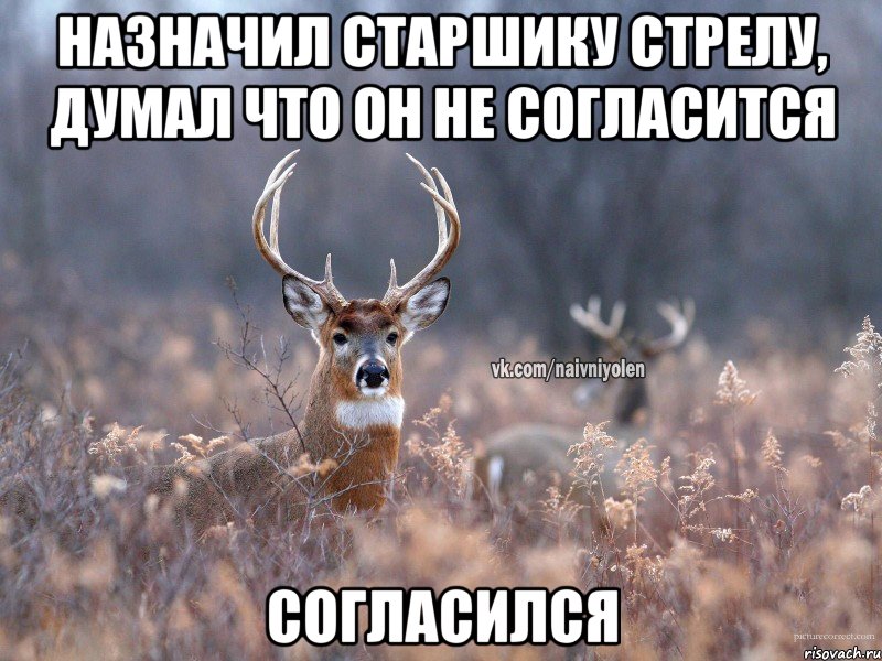 назначил старшику стрелу, думал что он не согласится согласился, Мем   Наивный олень