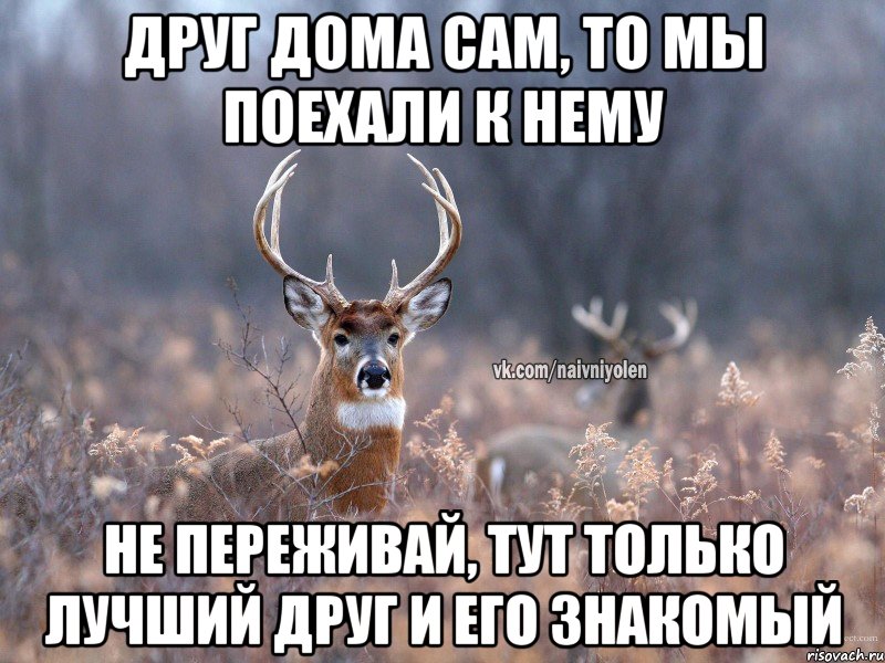 друг дома сам, то мы поехали к нему не переживай, тут только лучший друг и его знакомый, Мем   Наивный олень