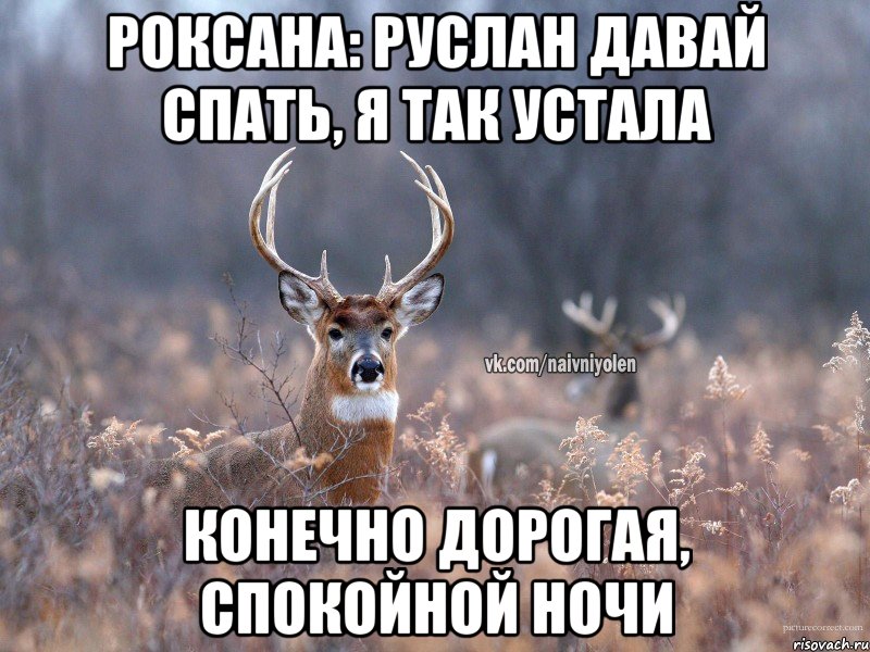 Роксана: Руслан давай спать, я так устала Конечно дорогая, спокойной ночи, Мем   Наивный олень