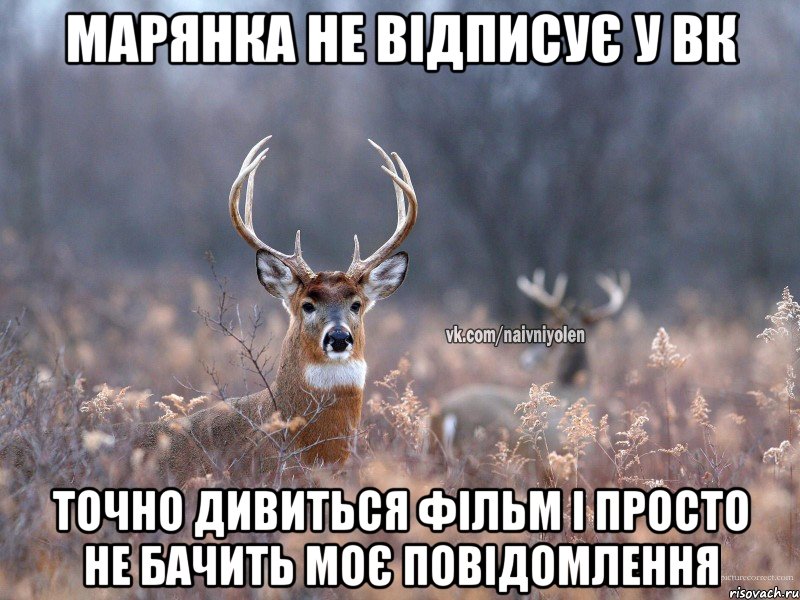 марянка не відписує у ВК точно дивиться фільм і просто не бачить моє повідомлення, Мем   Наивный олень