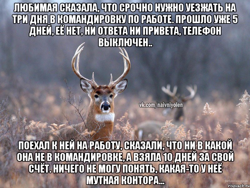 Любимая сказала, что срочно нужно уезжать на три дня в командировку по работе. Прошло уже 5 дней, её нет, ни ответа ни привета, телефон выключен.. Поехал к ней на работу, сказали, что ни в какой она не в командировке, а взяла 10 дней за свой счёт. Ничего не могу понять, какая-то у неё мутная контора..., Мем   Наивный олень