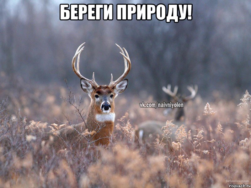 Береги природу! , Мем   Наивный олень