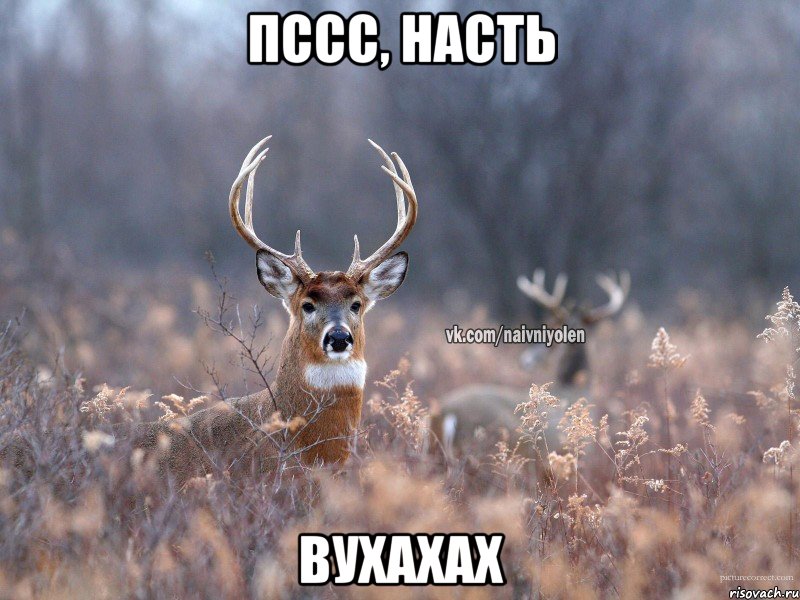 Пссс, Насть Вухахах, Мем   Наивный олень