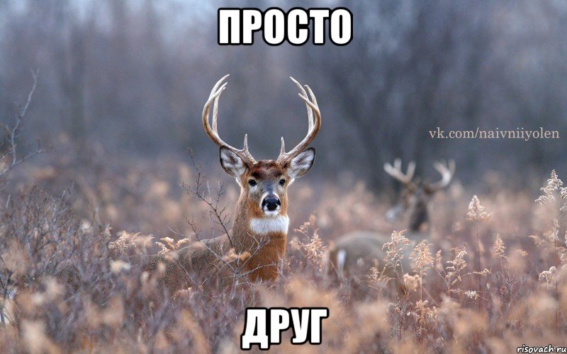 просто друг, Мем   Наивный олень