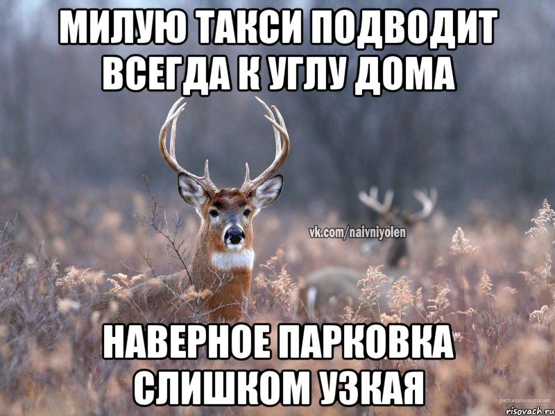 Милую такси подводит всегда к углу дома Наверное парковка слишком узкая, Мем   Наивный олень