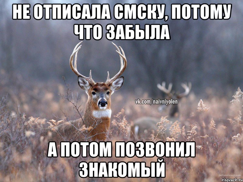 Не отписала смску, потому что забыла А потом позвонил знакомый, Мем   Наивный олень