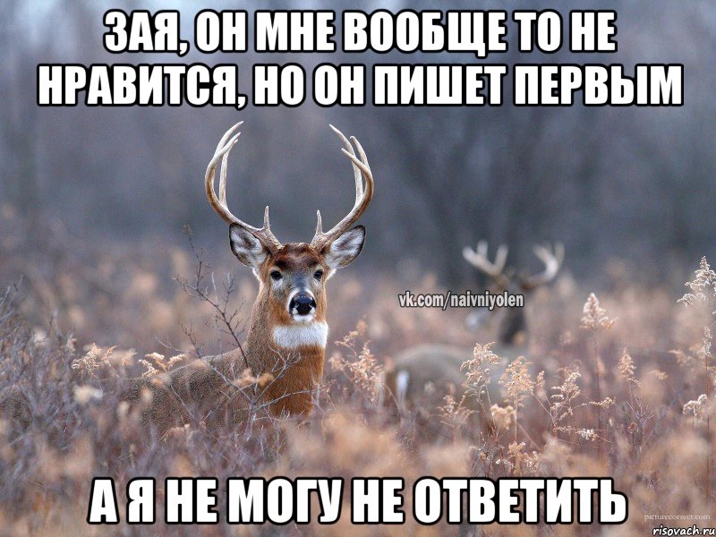 Зая, он мне вообще то не нравится, но он пишет первым а я не могу не ответить, Мем   Наивный олень