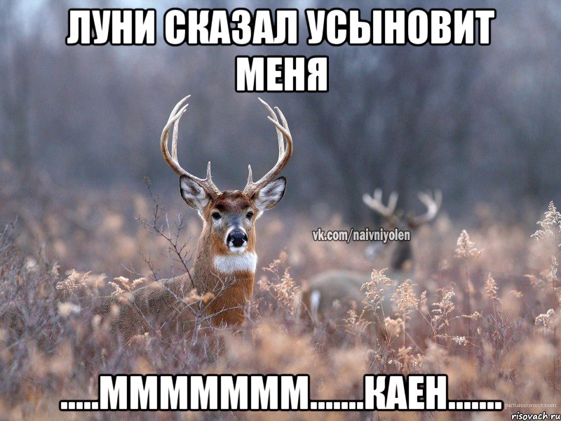 Луни сказал усыновит меня .....ммммммм.......каен......., Мем   Наивный олень