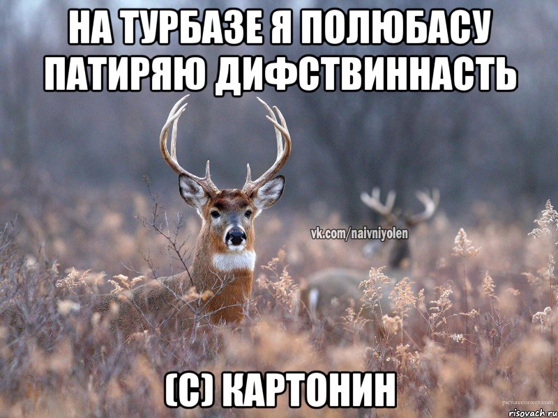 на турбазе я полюбасу патиряю дифствиннасть (с) картонин, Мем   Наивный олень