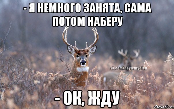 - Я немного занята, сама потом наберу - Ок, жду, Мем   Наивный олень