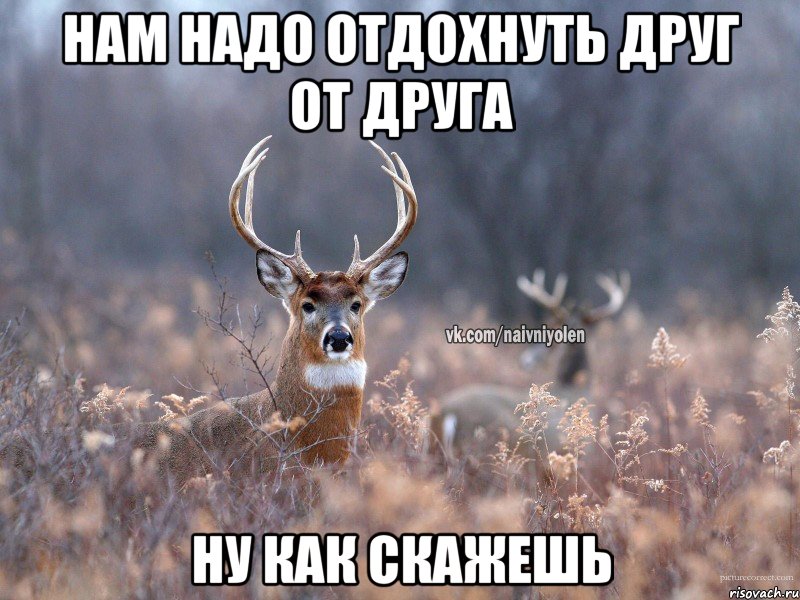 нам надо отдохнуть друг от друга ну как скажешь, Мем   Наивный олень