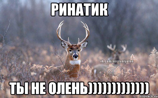 Ринатик Ты не олень))))))))))))), Мем   Наивный олень