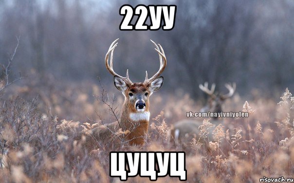 22уу цуцуц, Мем   Наивный олень