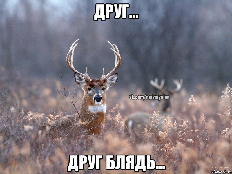 друг... друг блядь..., Мем   Наивный олень