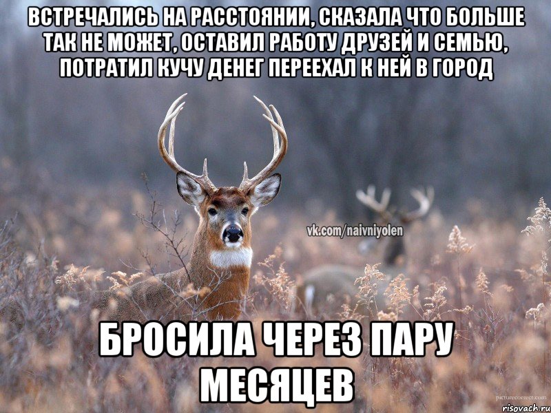 Встречались на расстоянии, сказала что больше так не может, оставил работу друзей и семью, потратил кучу денег переехал к ней в город бросила через пару месяцев, Мем   Наивный олень