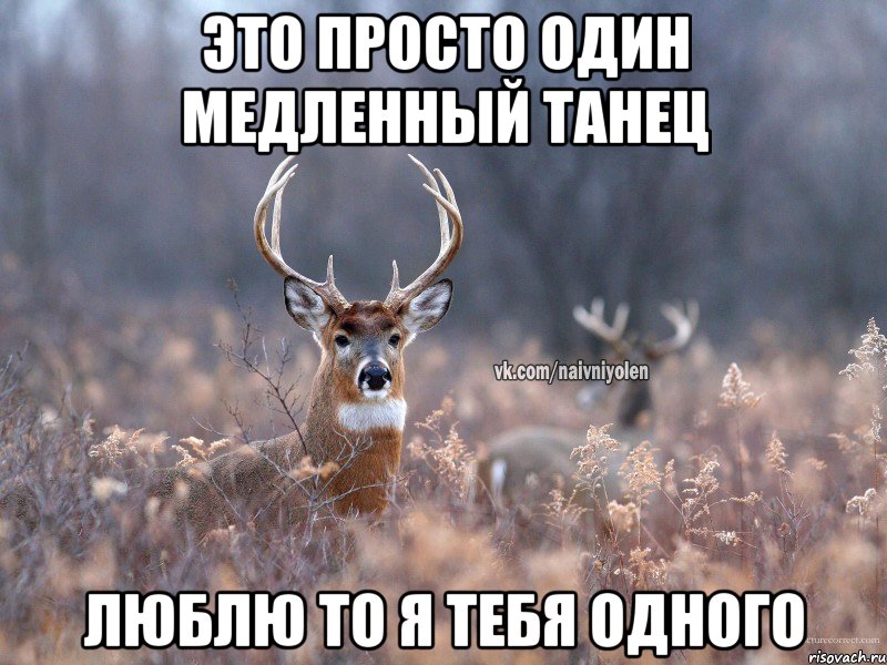 это просто один медленный танец люблю то я тебя одного, Мем   Наивный олень