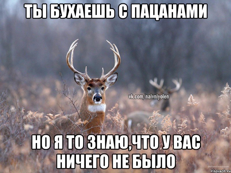 ты бухаешь с пацанами но я то знаю,что у вас ничего не было, Мем   Наивный олень