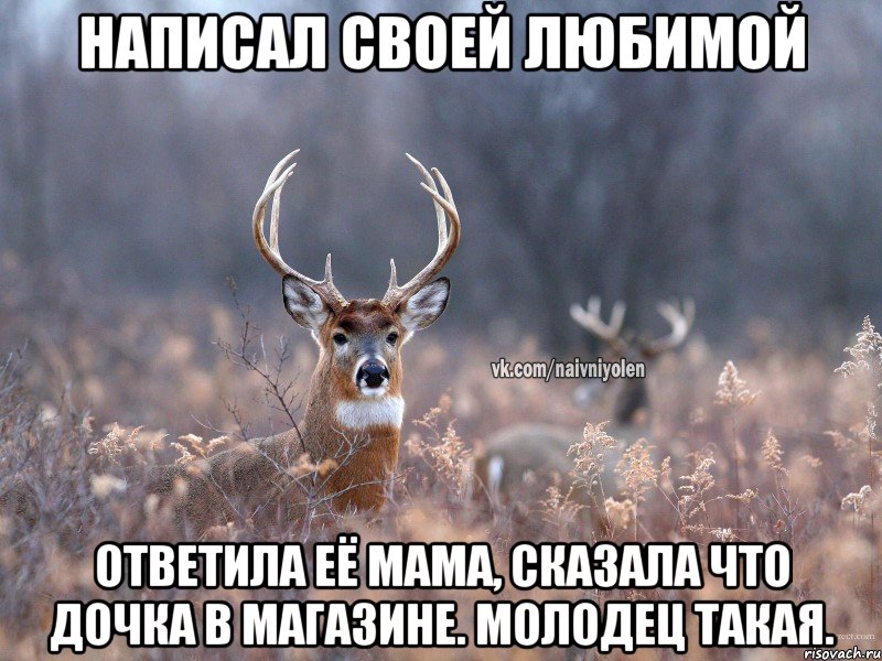 Написал своей любимой Ответила её мама, сказала что дочка в магазине. Молодец такая., Мем   Наивный олень