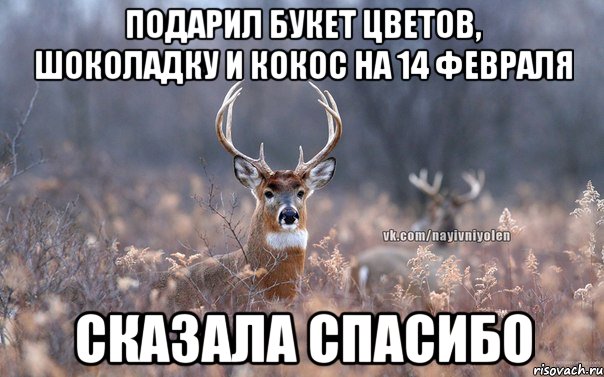 Подарил букет цветов, шоколадку и кокос на 14 февраля Сказала спасибо, Мем   Наивный олень