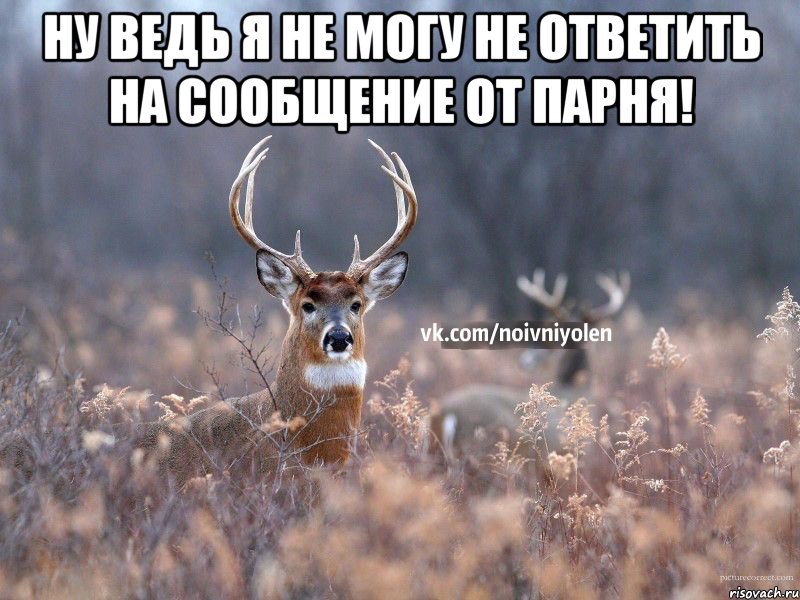 Ну ведь я не могу не ответить на сообщение от парня! , Мем Наивный Олень vk