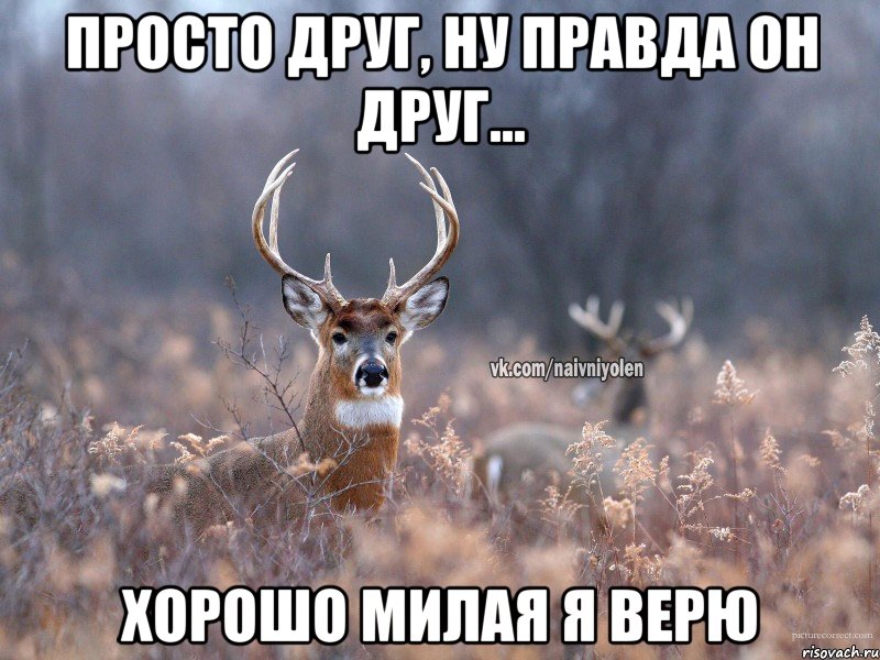 Просто друг, ну правда он друг... Хорошо милая я верю, Мем   Наивный олень