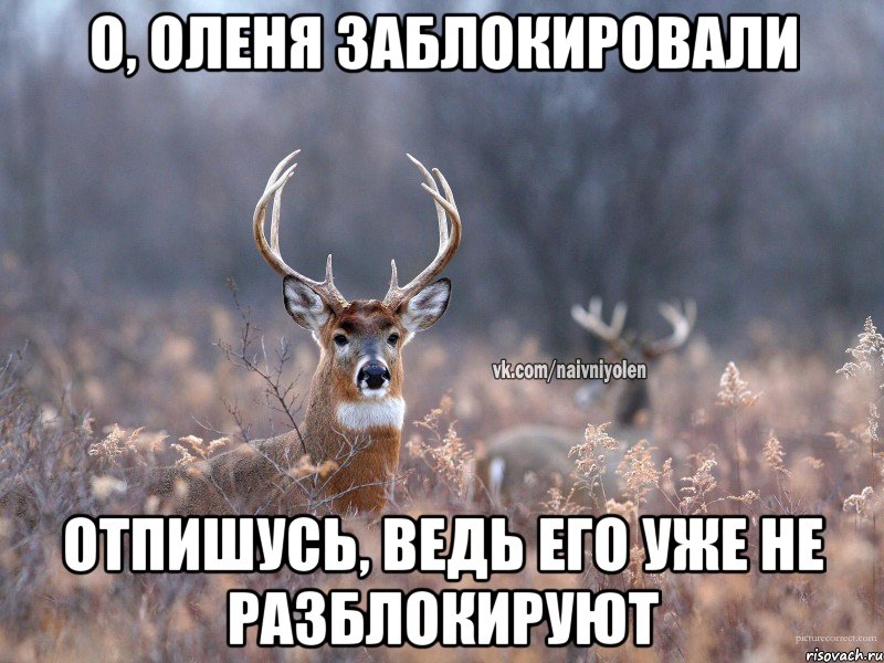 О, оленя заблокировали Отпишусь, ведь его уже не разблокируют, Мем   Наивный олень