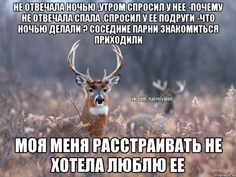 Не отвечала ночью ,утром спросил у нее -Почему не отвечала спала ,Спросил у ее подруги -что ночью делали ? Соседние парни знакомиться приходили Моя меня расстраивать не хотела люблю ее, Мем   Наивный олень