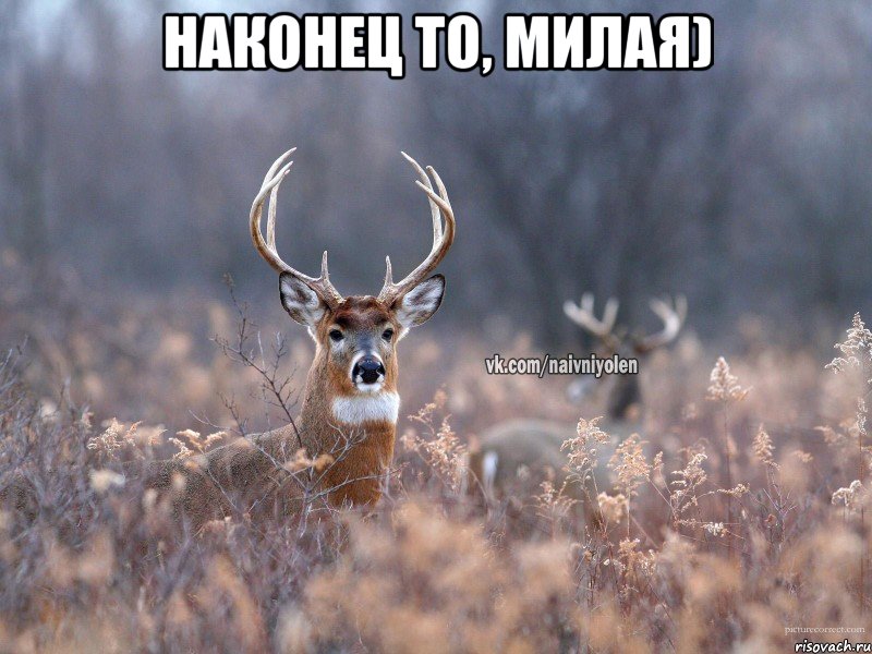 Наконец то, милая) , Мем   Наивный олень