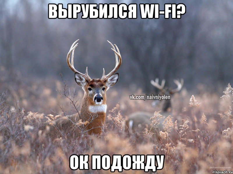 Вырубился Wi-Fi? Ок подожду, Мем   Наивный олень