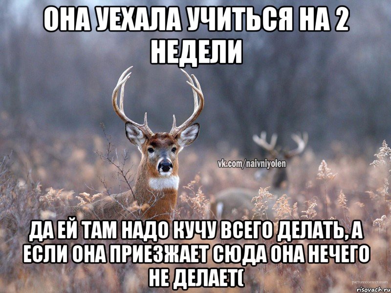 Она уехала учиться на 2 недели да ей там надо кучу всего делать, а если она приезжает сюда она нечего не делает(, Мем   Наивный олень