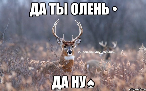 Да ты олень • Да ну♠, Мем  Наивный Олененок