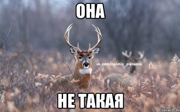 она не такая, Мем  Наивный Олененок