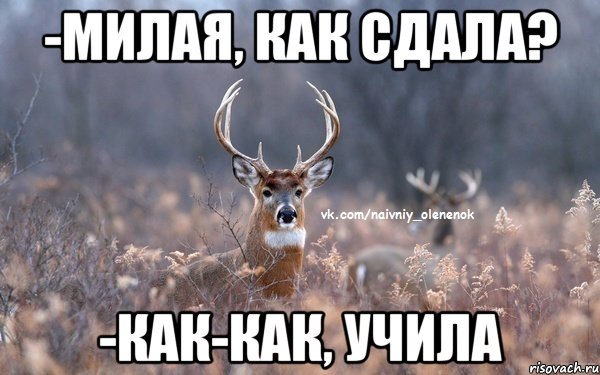 -милая, как сдала? -как-как, учила