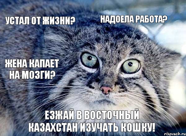 устал от жизни? надоела работа? жена капает на мозги? езжай в восточный казахстан изучать кошку!, Комикс от