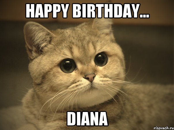 Happy birthday... Diana, Мем Пидрила ебаная котик