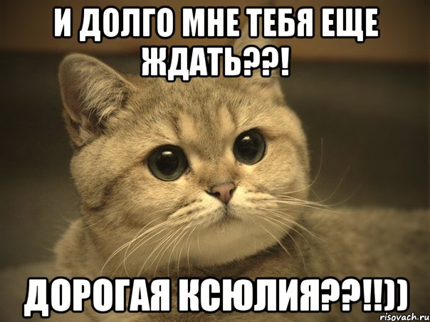 И долго мне тебя еще ждать??! Дорогая Ксюлия??!!)), Мем Пидрила ебаная котик