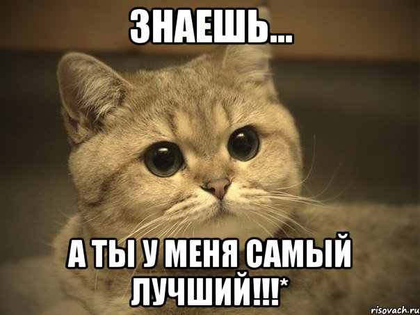 Знаешь... А ты у меня самый лучший!!!*, Мем Пидрила ебаная котик