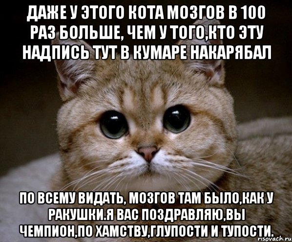 Даже у этого кота мозгов в 100 раз больше, чем у того,кто эту надпись тут в кумаре накарябал По всему видать, мозгов там было,как у ракушки.я вас поздравляю,вы чемпион,по хамству,глупости и тупости., Мем Пидрила Ебаная