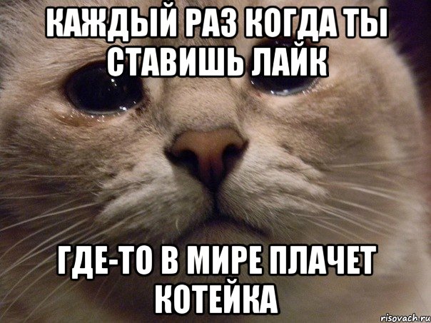 Каждый раз когда ты ставишь лайк Где-то в мире плачет котейка, Мем   В мире грустит один котик