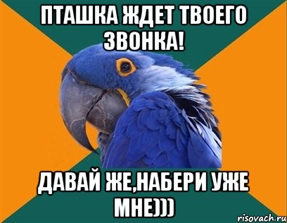 пташка ждет твоего звонка! давай же,набери уже мне))), Мем Попугай параноик