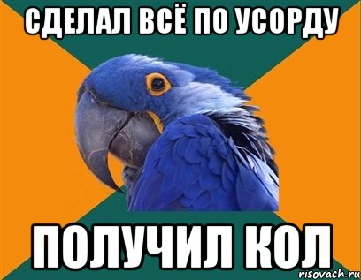 Сделал всё по УСОРДу получил кол, Мем Попугай параноик