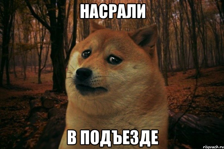 насрали в подъезде, Мем SAD DOGE