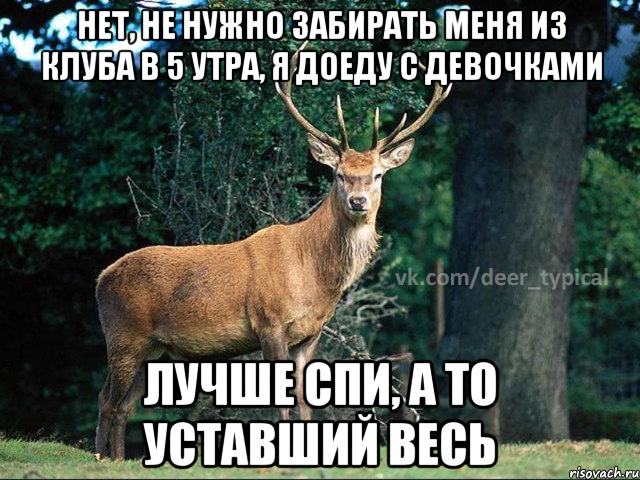 нет, не нужно забирать меня из клуба в 5 утра, я доеду с девочками лучше спи, а то уставший весь, Мем Паблик Типичный олень
