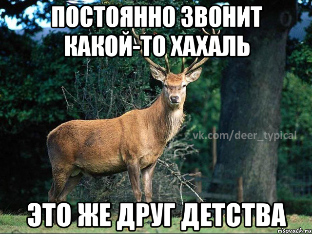 постоянно звонит какой-то хахаль это же друг детства, Мем Паблик Типичный олень