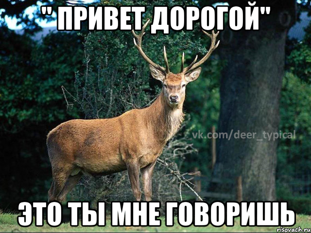 " привет дорогой" это ты мне говоришь, Мем Паблик Типичный олень