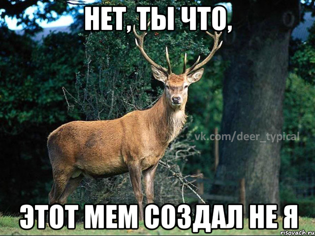 нет, ты что, этот мем создал не я, Мем Паблик Типичный олень